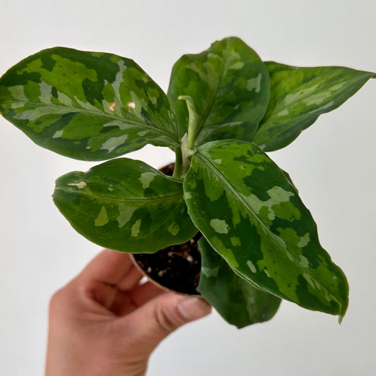 Aglaonema "Pictum Tricolor" 3”pot