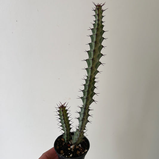 Euphorbia greenwayi 2.5” pot