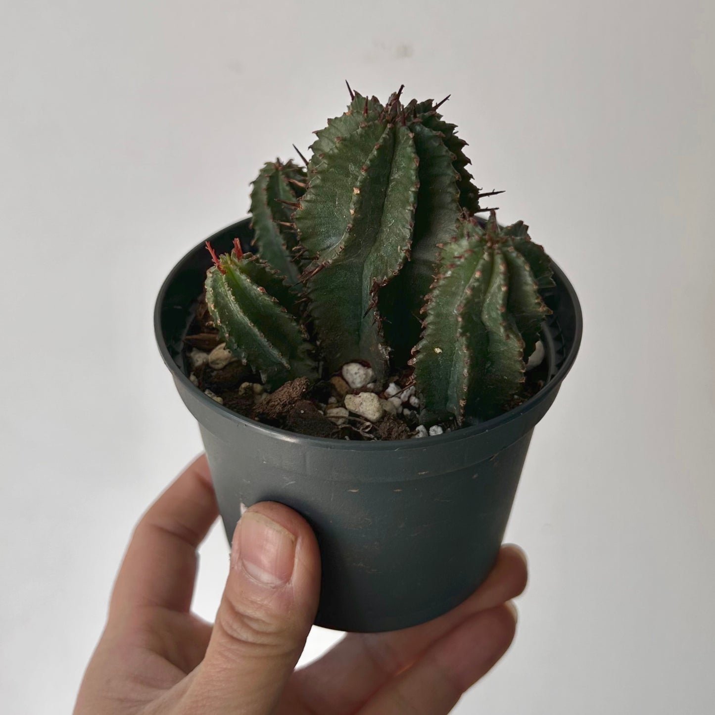 Euphorbia polygona 3.5”pot
