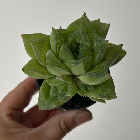 Haworthia cuspidata 2.5” pot