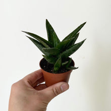 Load image into Gallery viewer, Aloe &quot;Black Gem&quot; 2.5”pot
