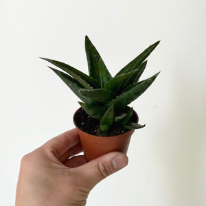 Aloe "Black Gem" 2.5”pot