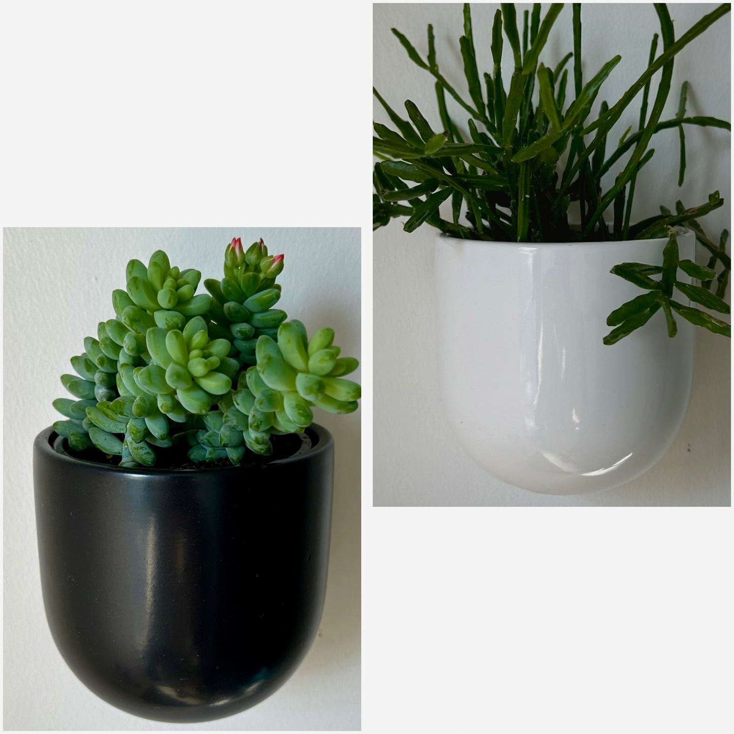 MADDOX Ceramic Wall Pot (3.75”x3.5”) available in Black & White