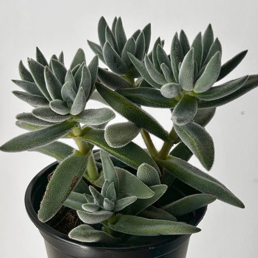 Crassula mesembryanthemoides ‘Tarantula’ 4” pot