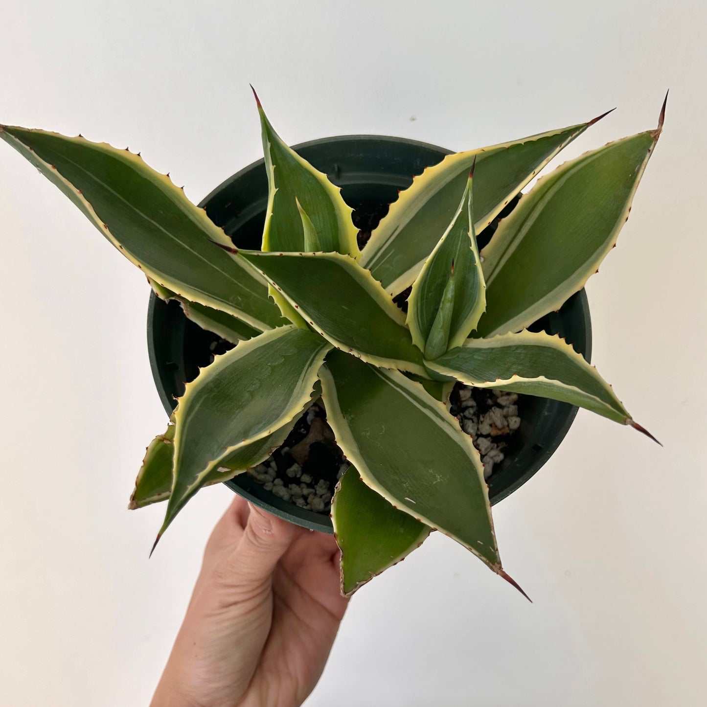 Variegated Agave 6”pot