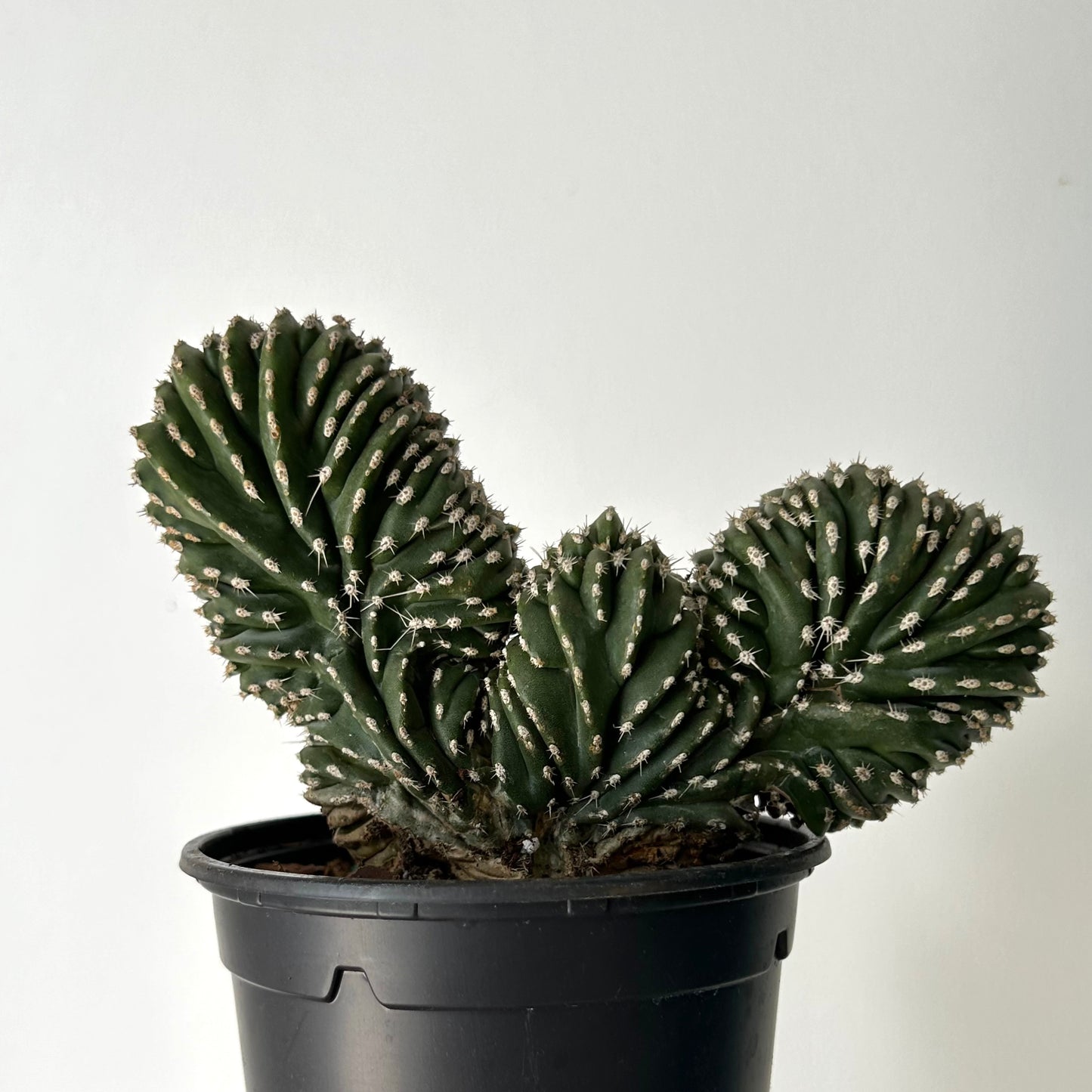 Marginatocereus Marginatus Crested 4.5”pot