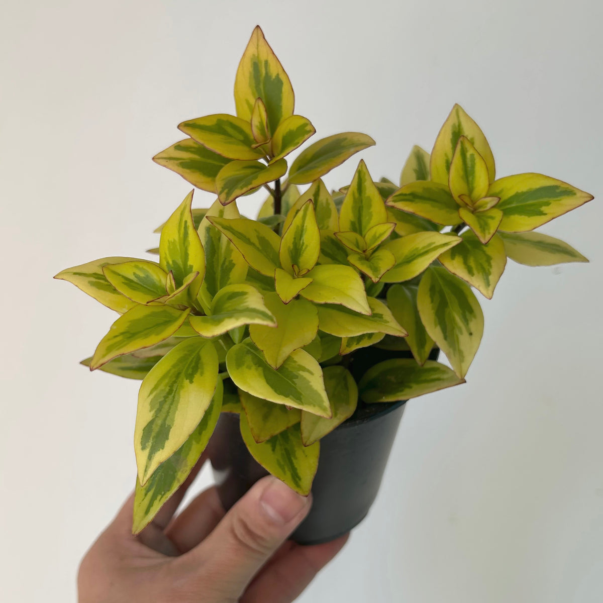 Aura Gold Goldfish Plant (Nematanthus) 3.5” pot
