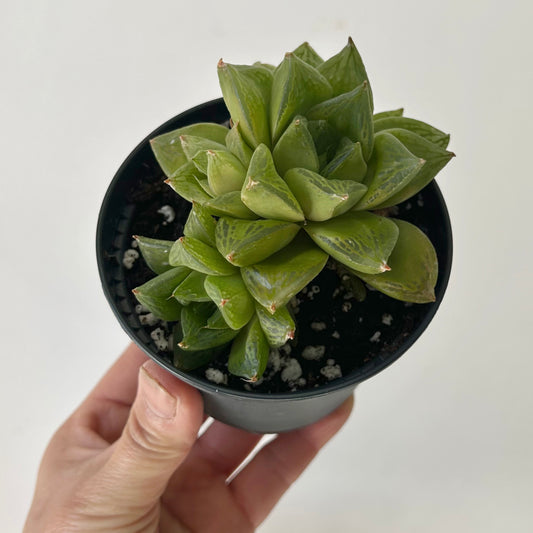 Haworthia cuspidata 3.5” pot