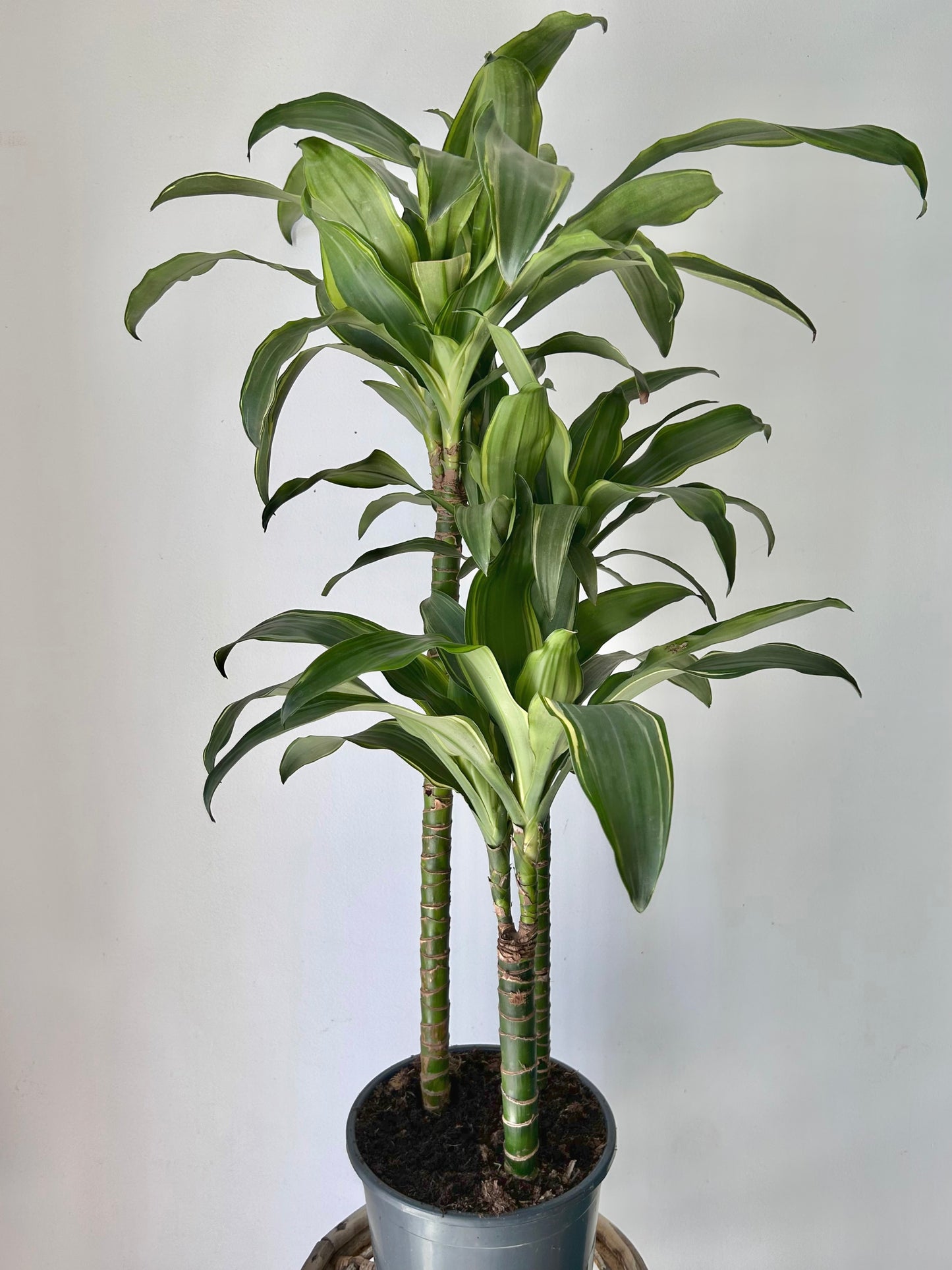 Dracaena fragrans Cane “Santa Rosa” approximately  3ft tall in 8” pot