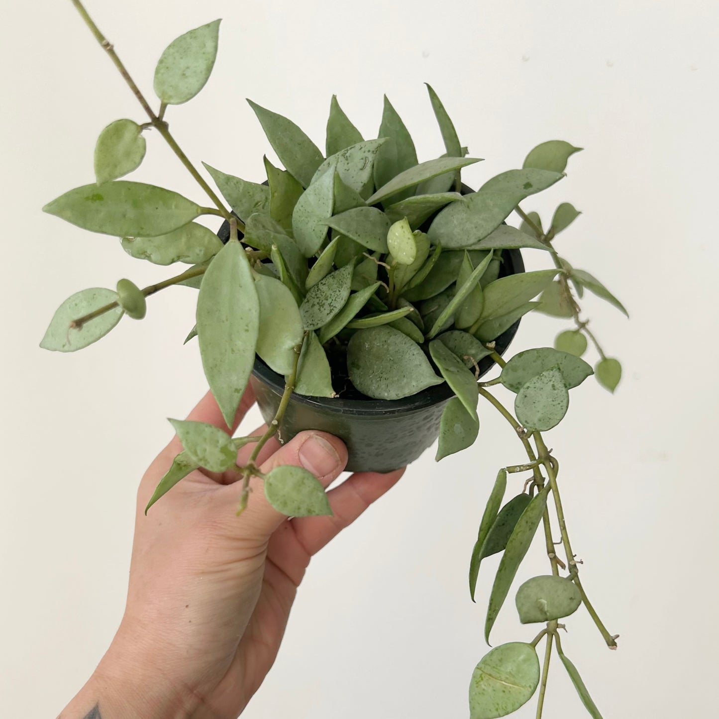 Hoya lacunosa “Mint” 4” pot