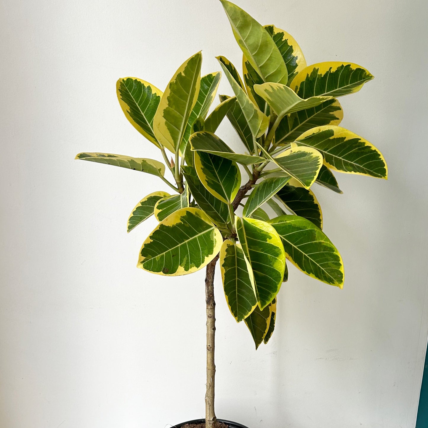 Ficus Altissima  approximately 4ft tall in 10” pot