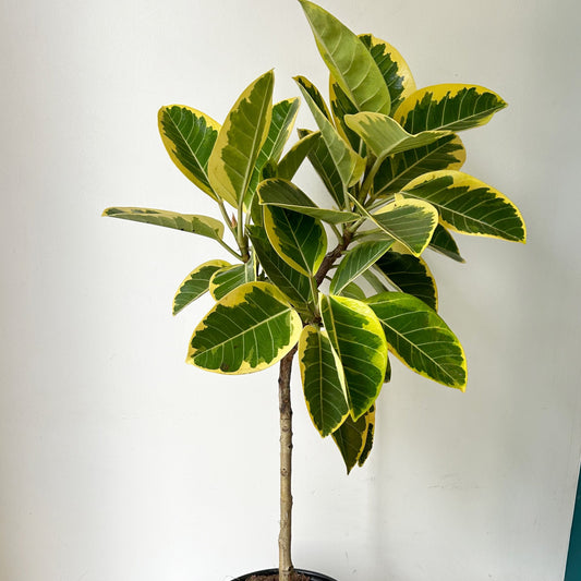 Ficus Altissima  approximately 4ft tall in 10” pot