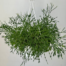 Load image into Gallery viewer, Bottle Cactus (Hatiora salicornioides )8”hanging basket
