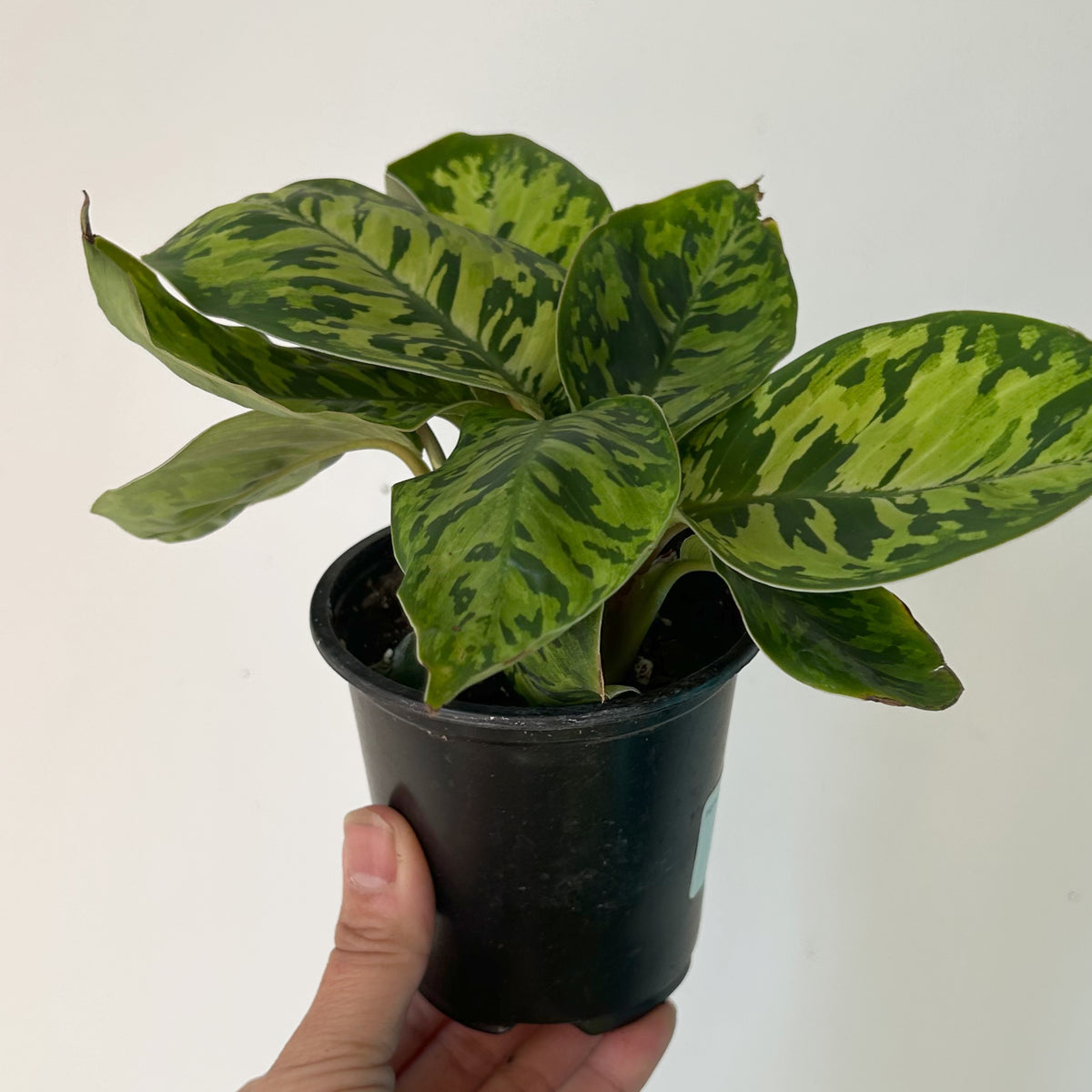 Homalomena ‘Camouflage’ 3.5” pot