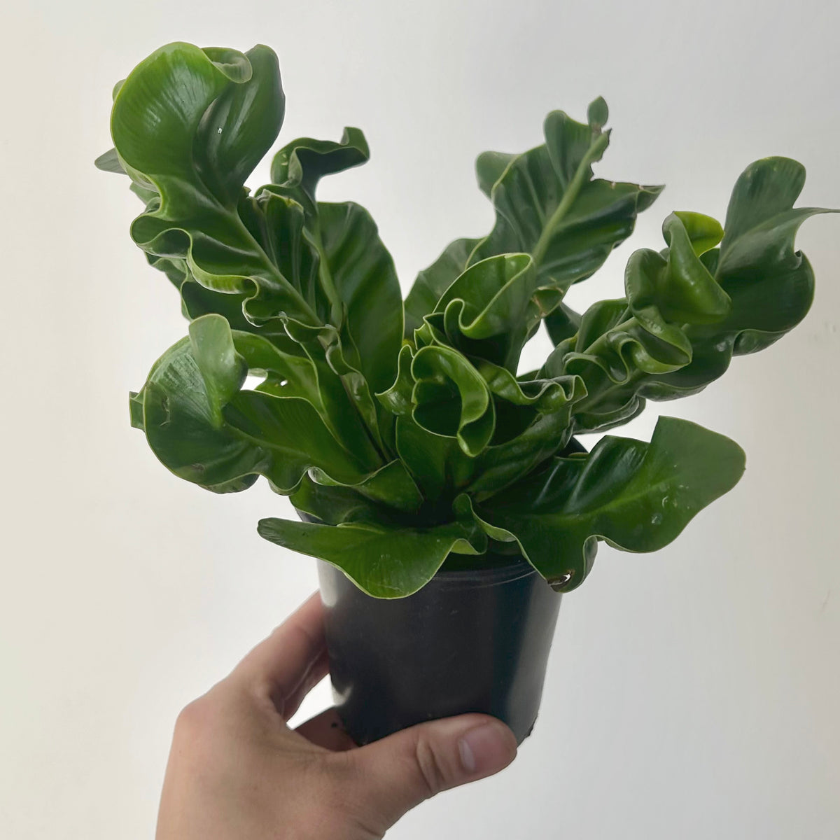 Cobra Fern (Asplenium nidus 'Cobra') 3.5” pot