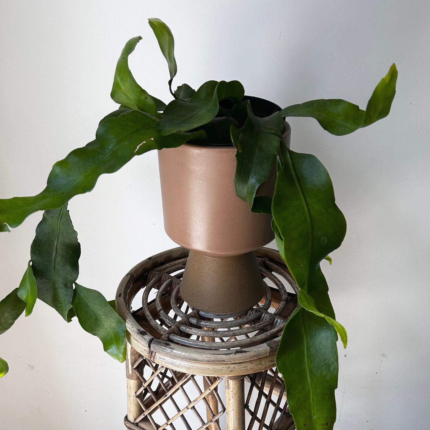 Queen-of-the-Night Jungle Cactus(Epiphyllum Oxypetalum) 6”pot