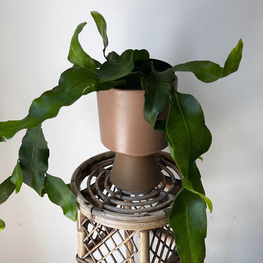 Queen-of-the-Night Jungle Cactus(Epiphyllum Oxypetalum) 6”pot