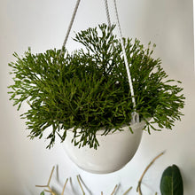 Load image into Gallery viewer, Bottle Cactus (Hatiora salicornioides )8”hanging basket
