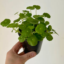 Load image into Gallery viewer, Marsh Pennywort 3.5” pot
