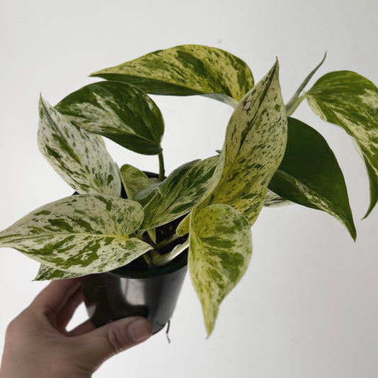Marble Queen Pothos 3.5” pot