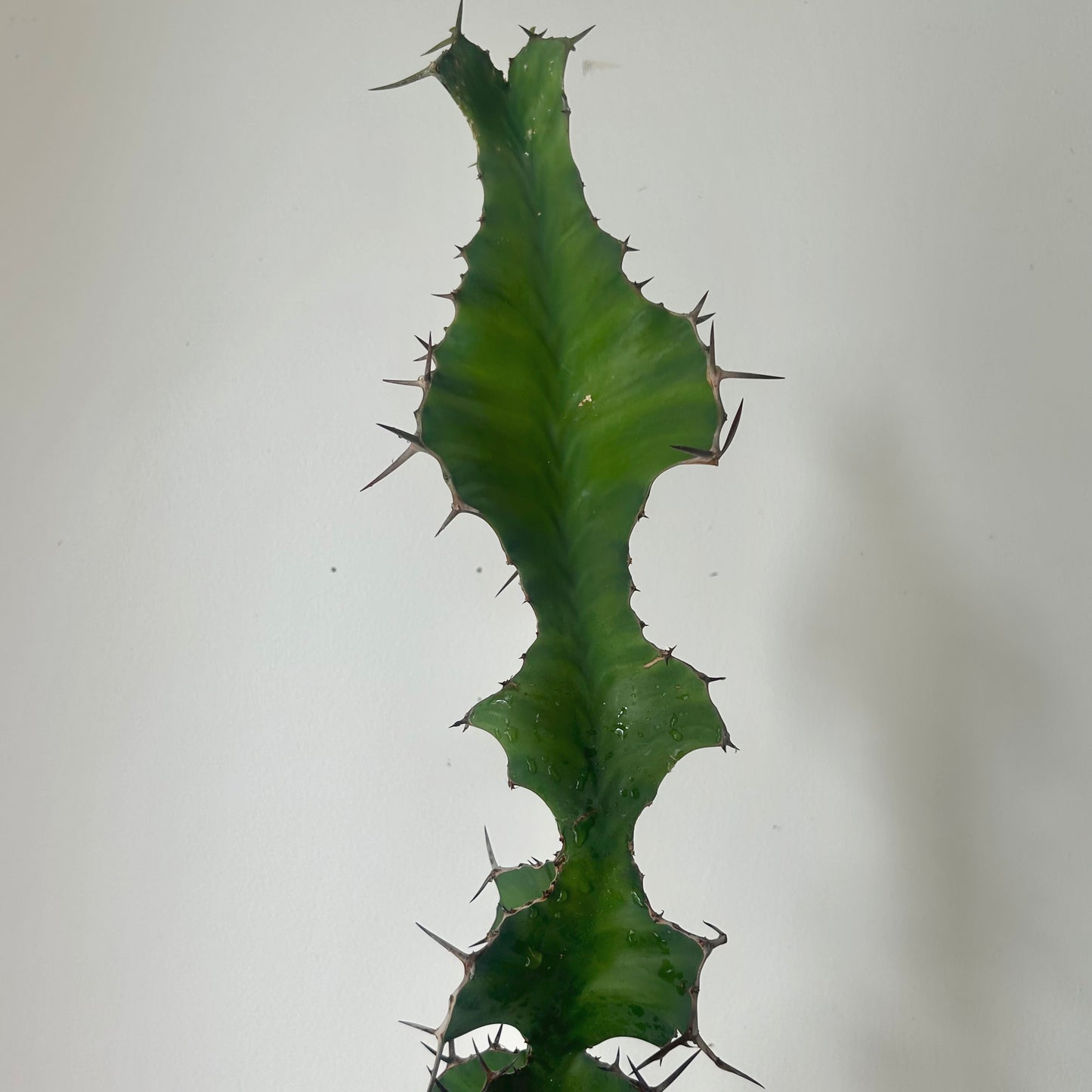 Euphorbia grandicornis approximately 2ft tall in 6”pot