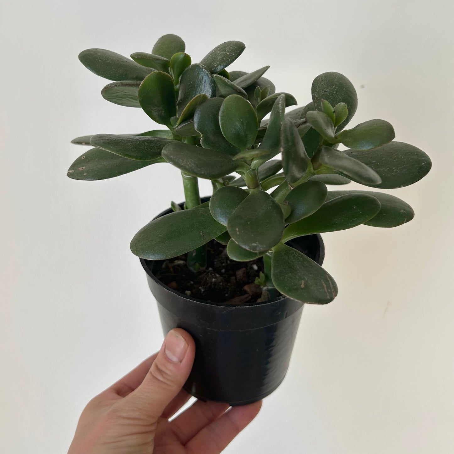 Jade Succulent (Crassula Ovata)  4" pot