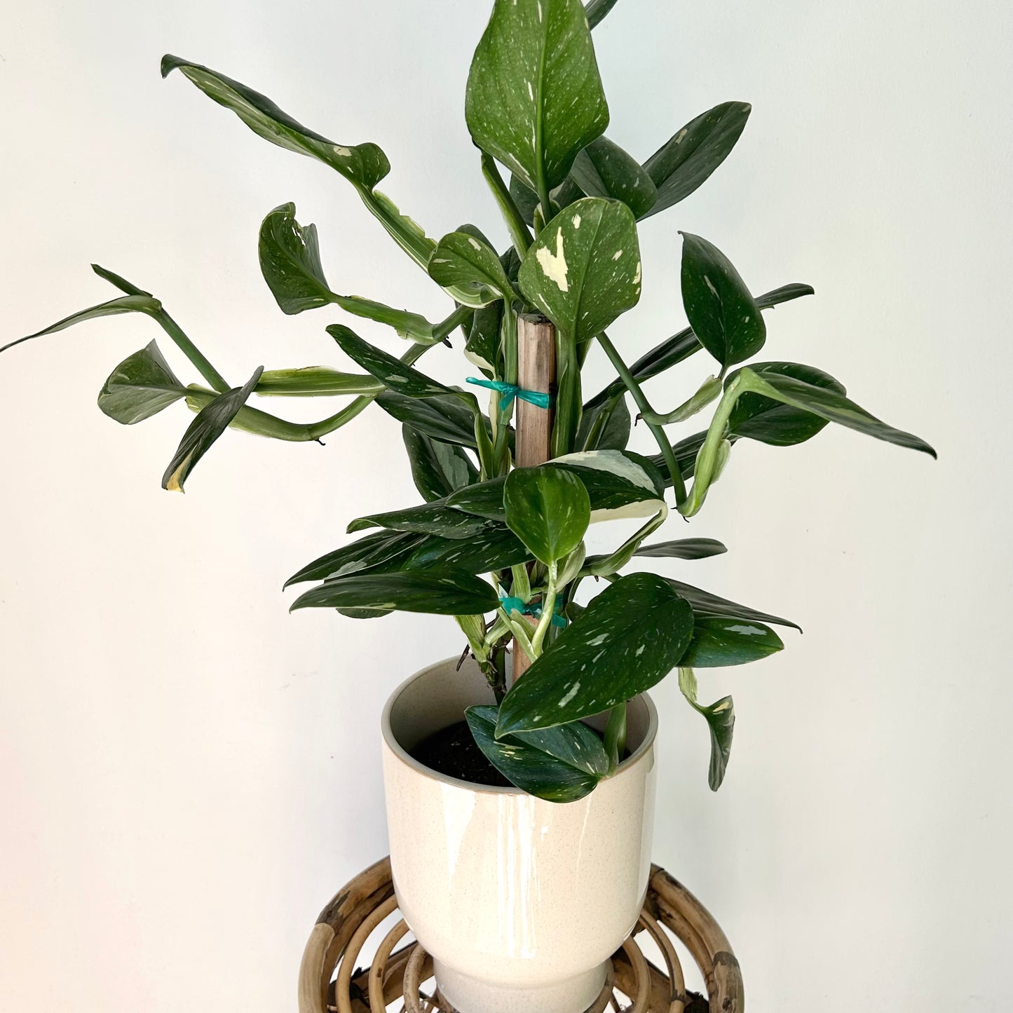 Variegated Monstera Standleyana  approximately 2ft tall in 6" pot (secured onto wooden totem)