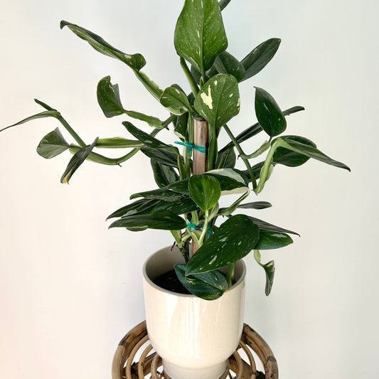 Variegated Monstera Standleyana  approximately 2ft tall in 6" pot (secured onto wooden totem)