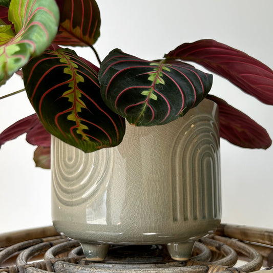 TEMPLE Decorative footed pot Olive Green (6”x4.25”)