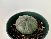 Load image into Gallery viewer, Baseball Plant (Euphorbia Obesa) 4”pot
