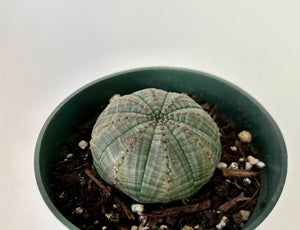 Baseball Plant (Euphorbia Obesa) 4”pot