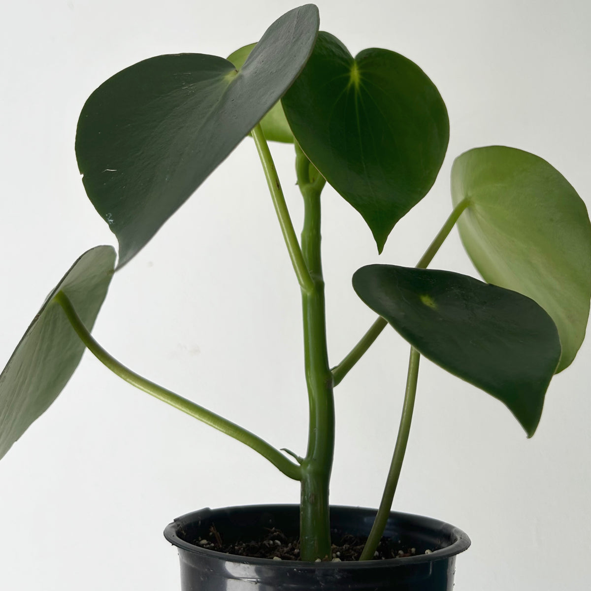 Peperomia “Raindrop” 4”pot
