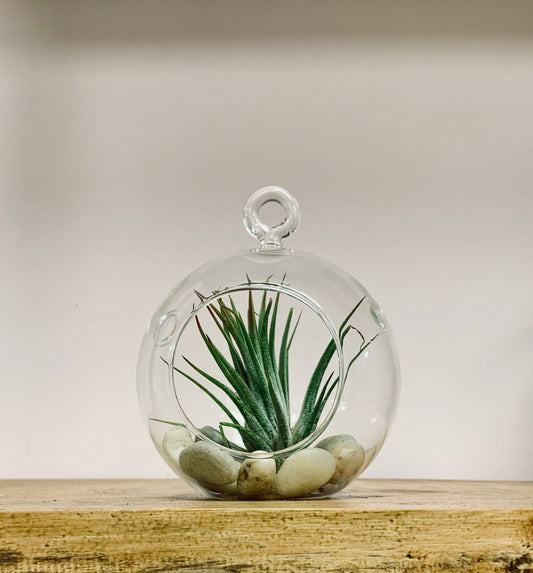 Decorative Glass Terrarium (3.5 wide)