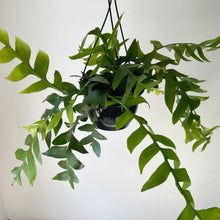 Load image into Gallery viewer, Fernleaf Orchid Cactus (selenicereus chrysocardium ) 8” hanging basket
