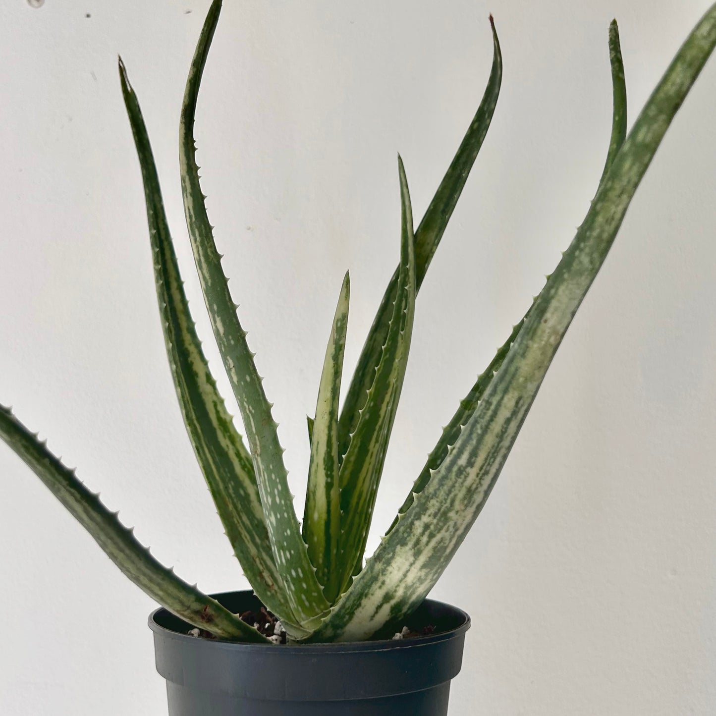 Variegated Aloe arborescens 4” pot