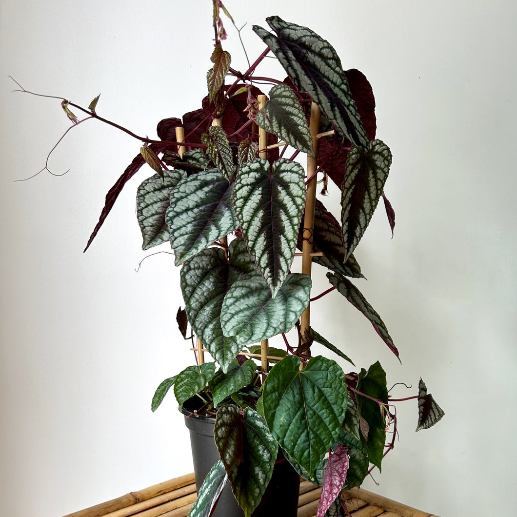 Rex begonia Vine (cissus discolour) on trellis in 6” pot