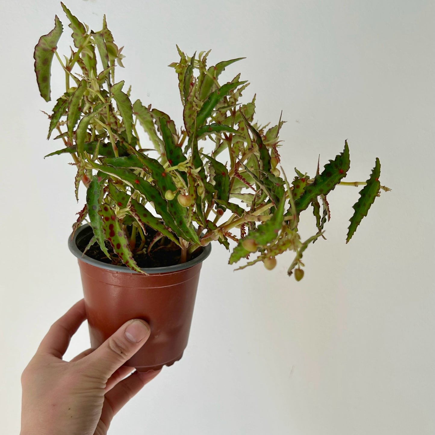 Begonia Amphioxus 4.25”pot