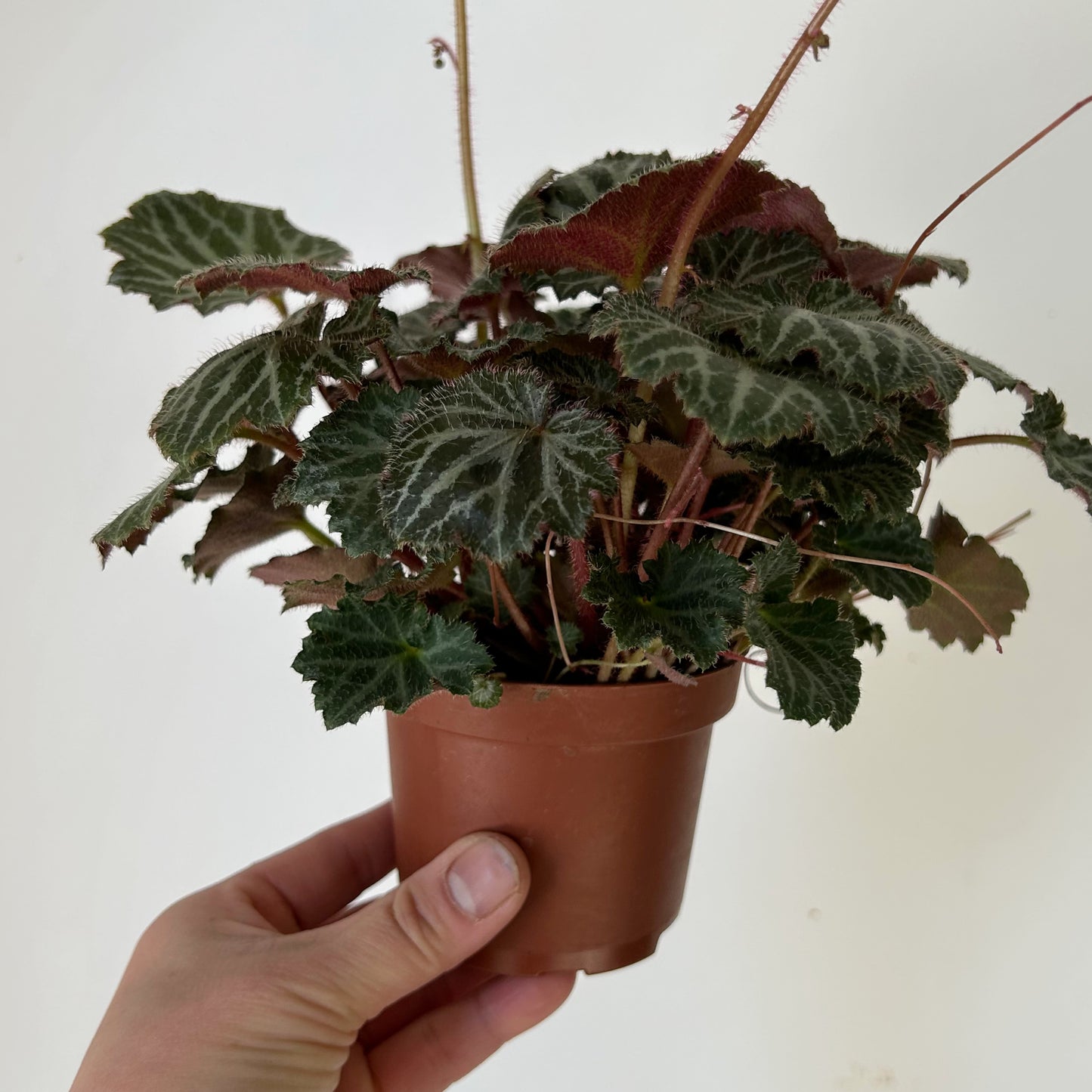 Strawberry Begonia  (Saxifraga Stolonifera) 3.5” pot