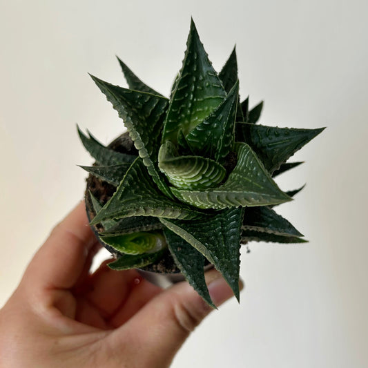 Haworthia Limifolia 2.5" pot