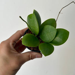 Hoya Lucardenasiana 3” pot