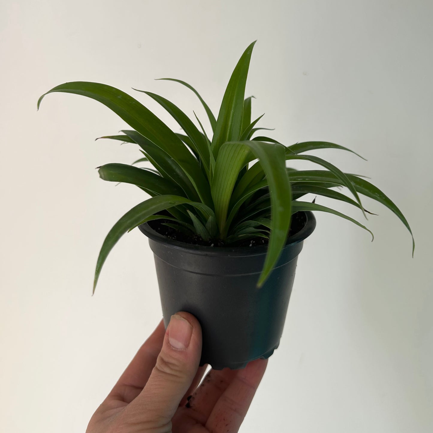 Spider Plant (Green) 3.5”pot