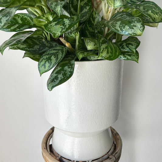 HUDSON Large Ceramic Raised Decorative Pot (11.5”x14.25”) WHITE