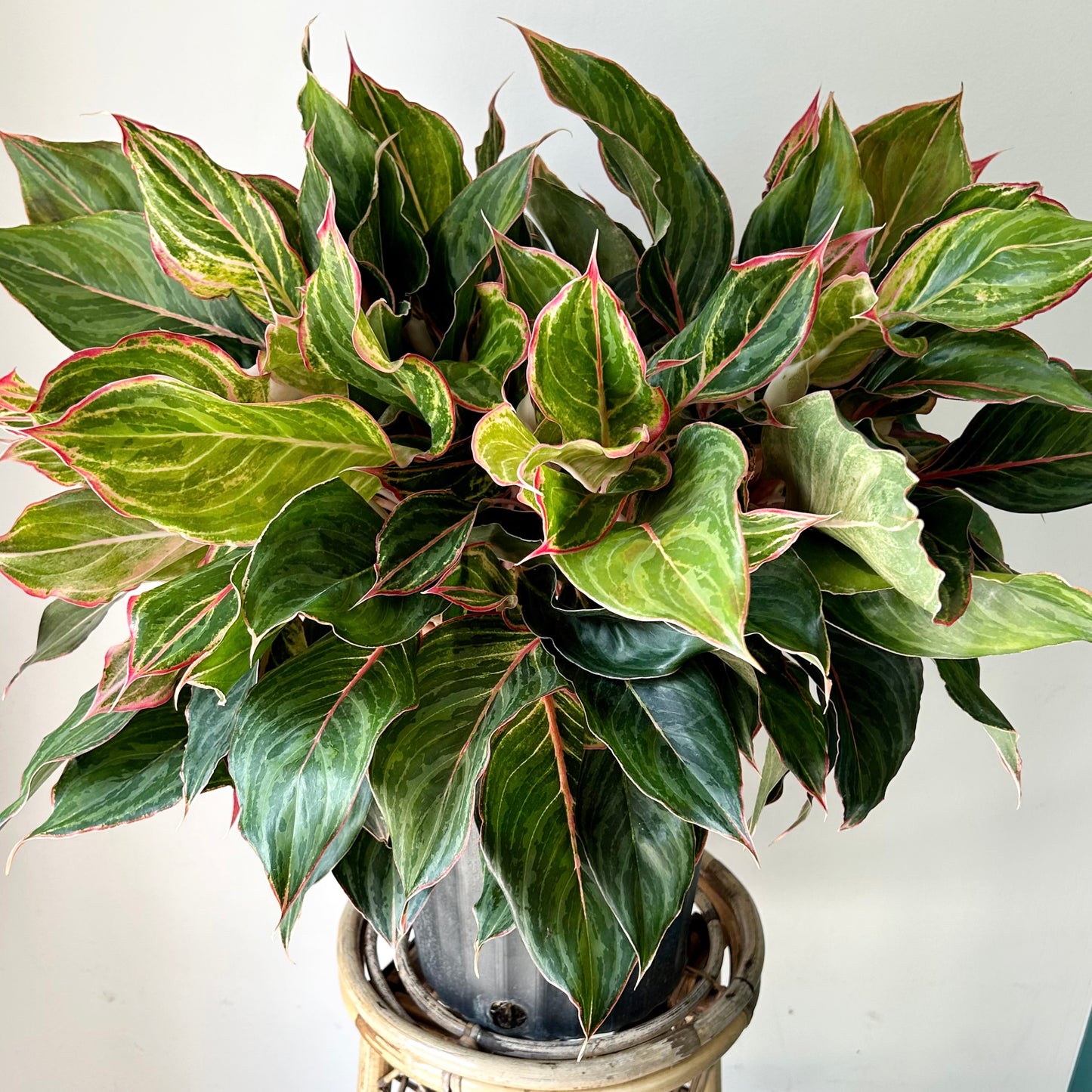 Aglaonema ‘Moonstone Miles’ 10” pot