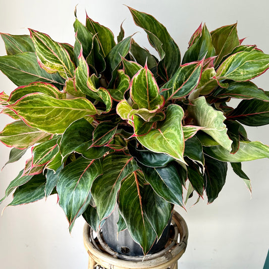 Aglaonema ‘Moonstone Miles’ 10” pot