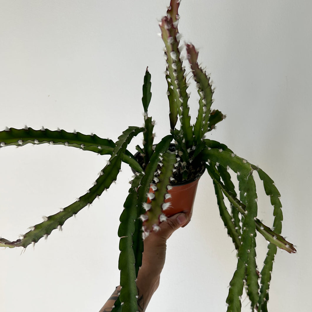 Hurricane Cactus ( Lepismium) 4” pot