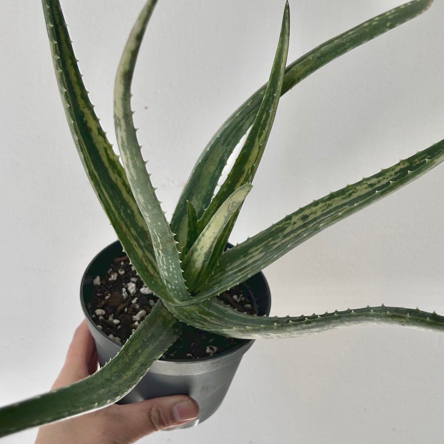 Variegated Aloe arborescens 4” pot