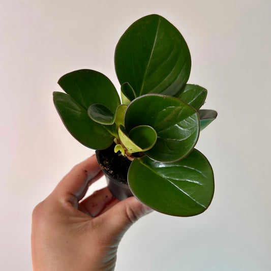 Peperomia obtusifolia  2.5" pot