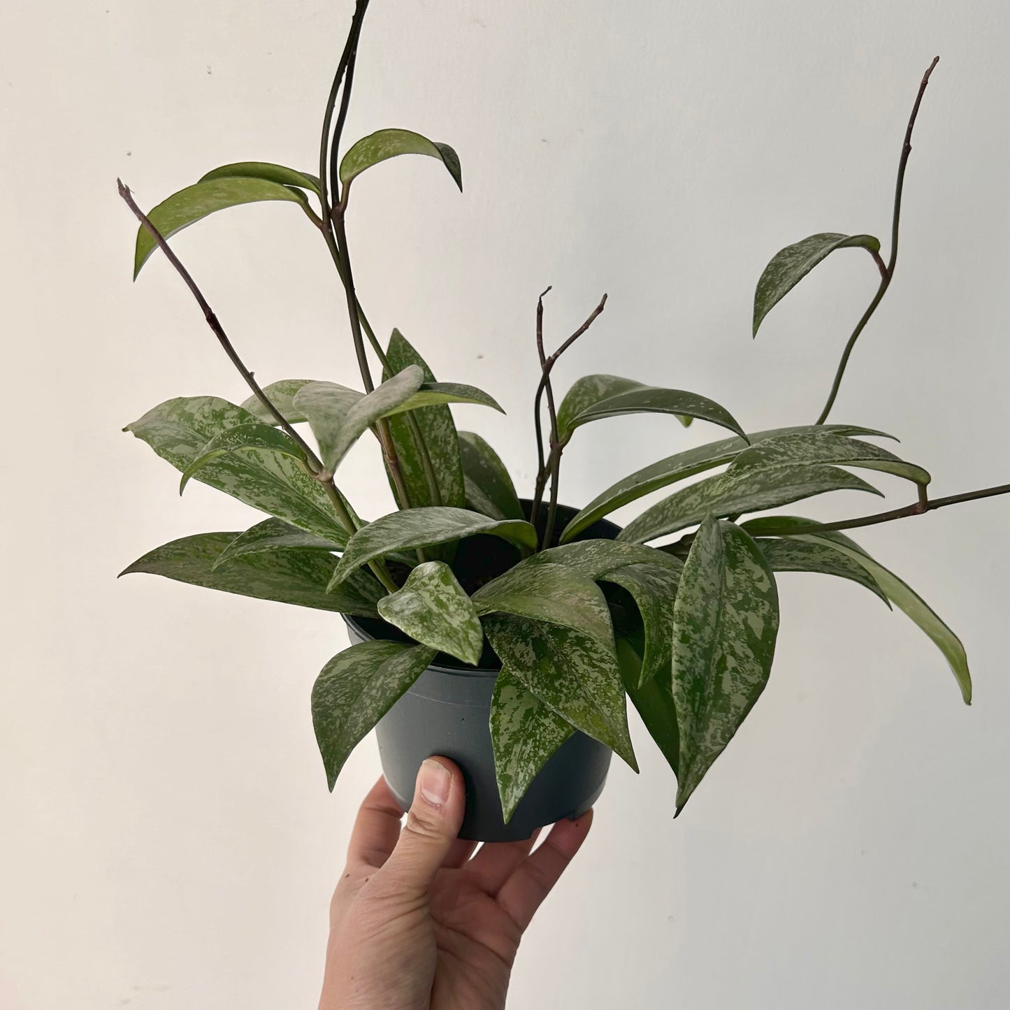 Hoya pubicalyx “Splash” 5” pot