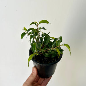 Ficus Benjamina (Small-Leaf) 3.5” pot