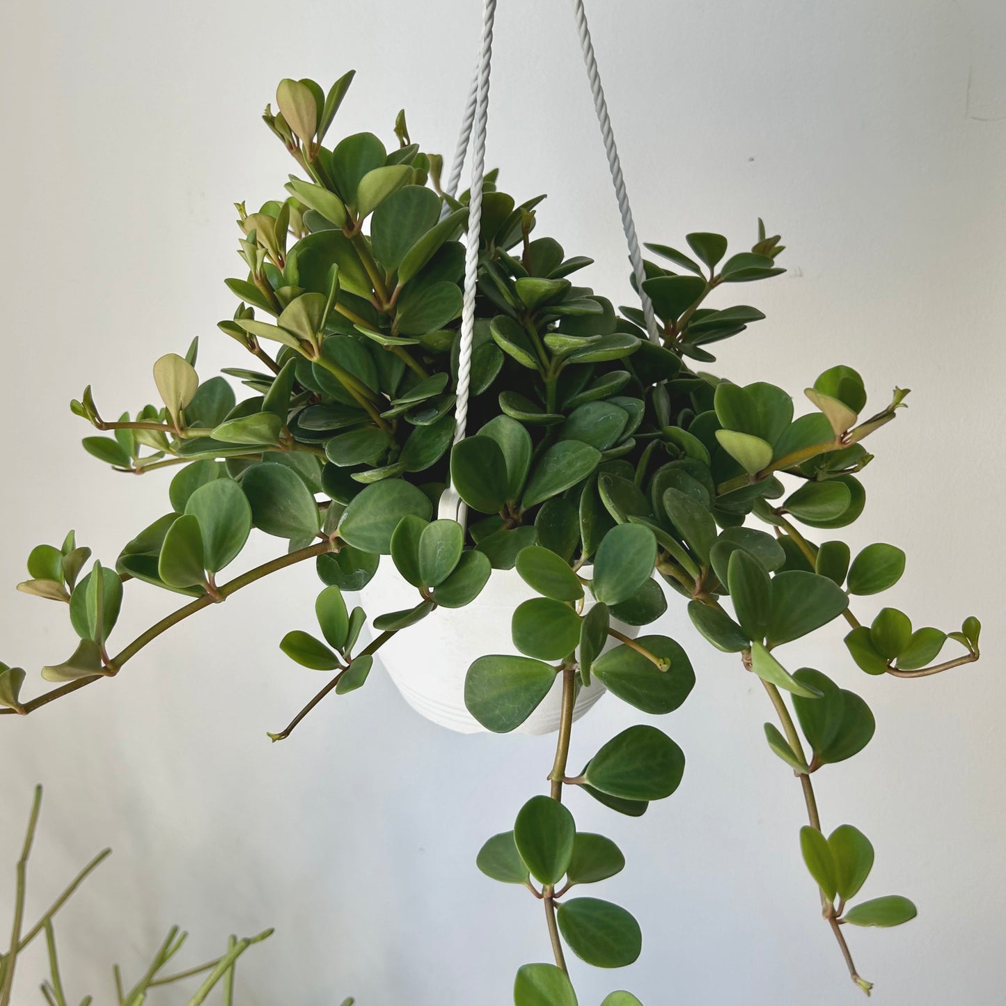 Peperomia "Hope" 8”hanging basket